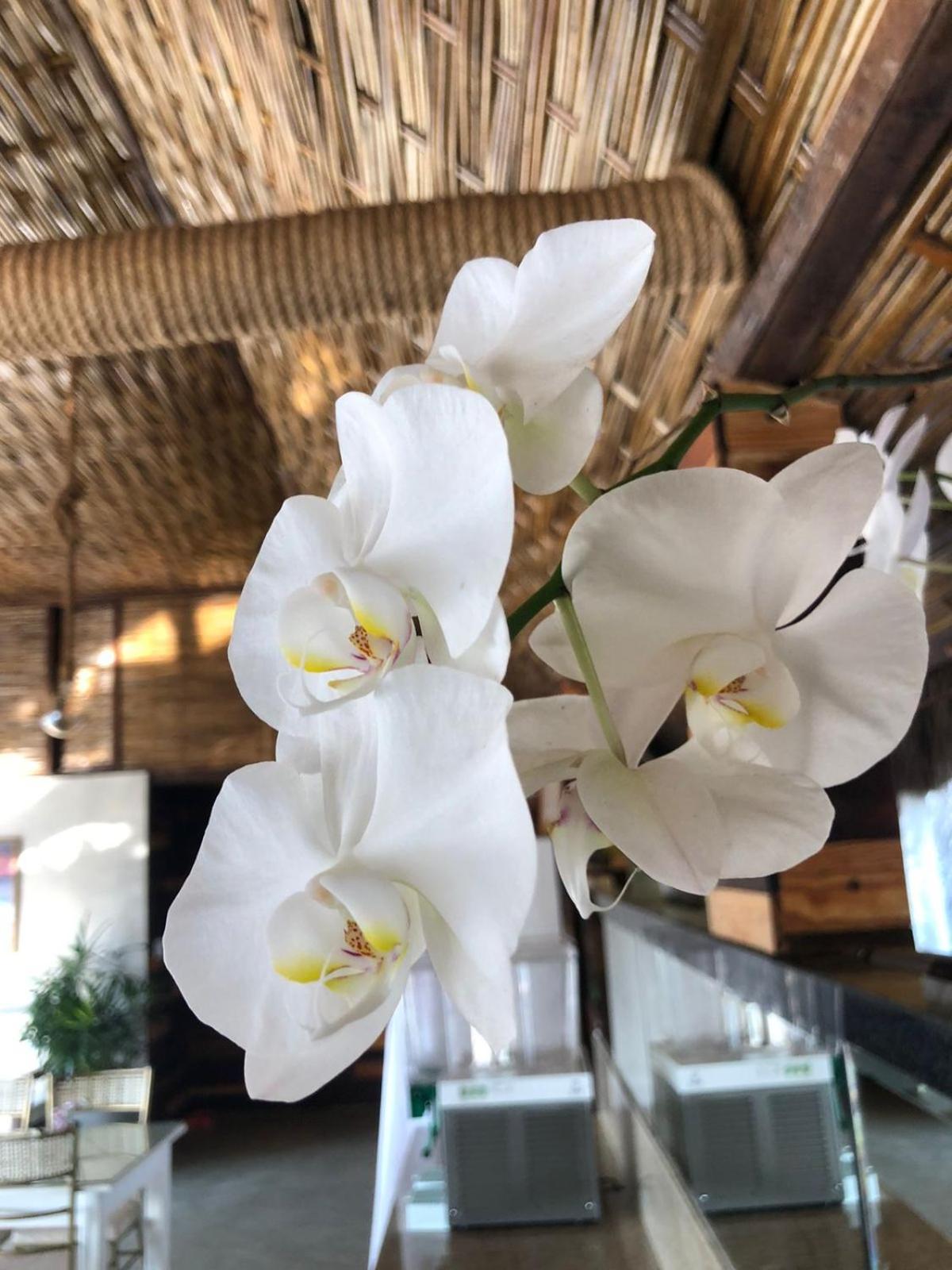 Hotel Morro de São Paulo Eksteriør billede